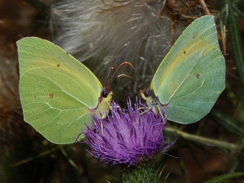 Gonepteryx cleopatra